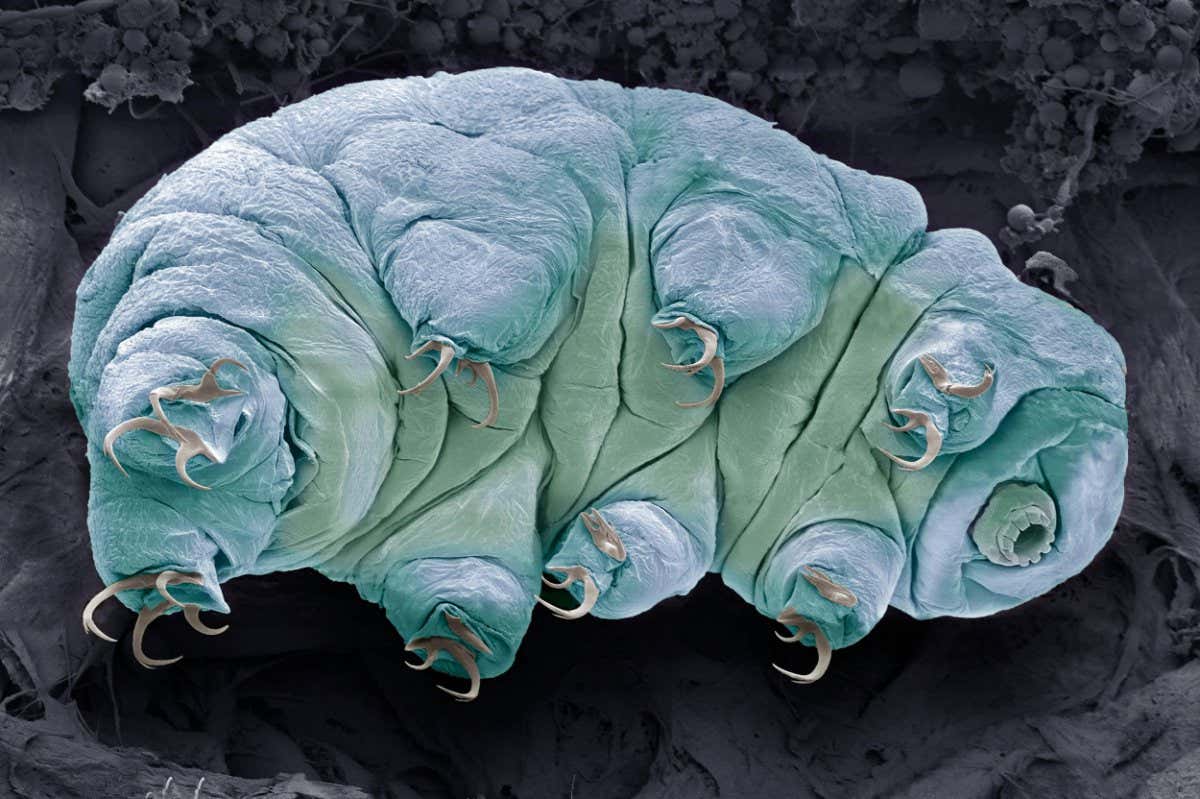 Tardigrade