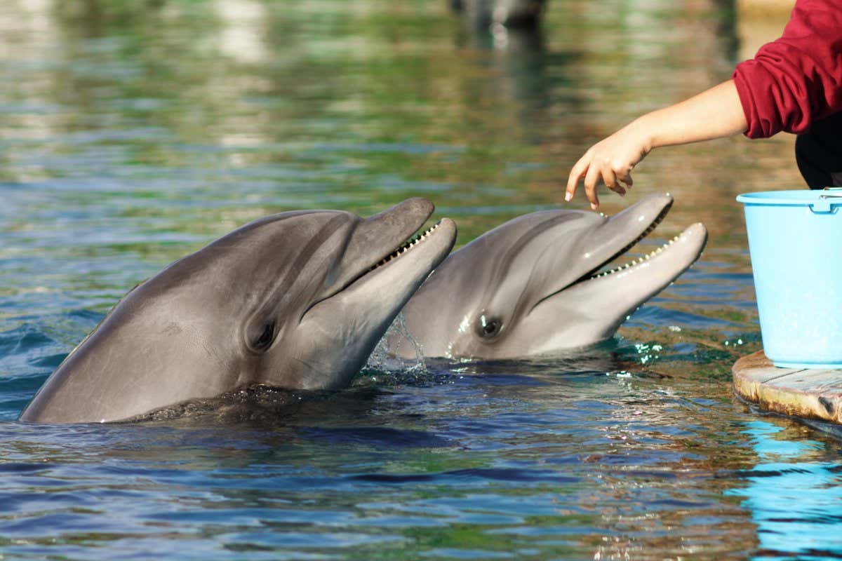 Bottlenose dolphins being fed