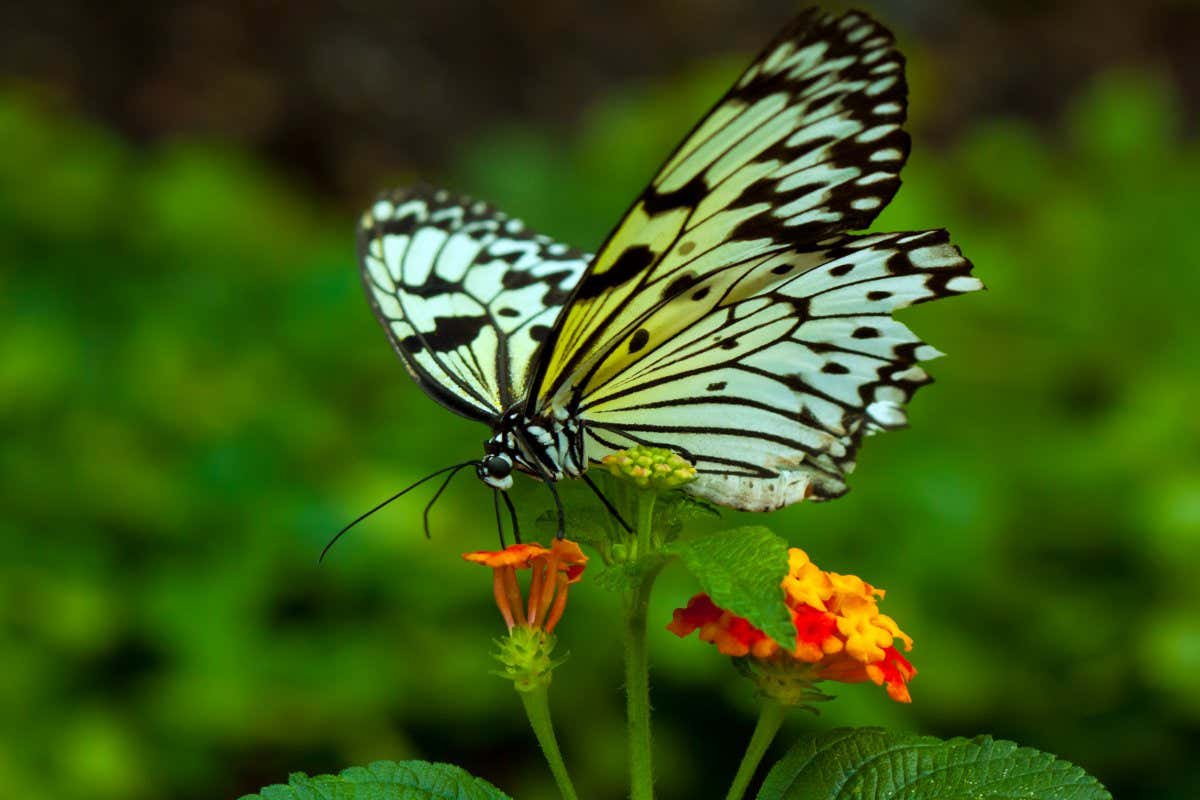 Idea leuconoe butterfly