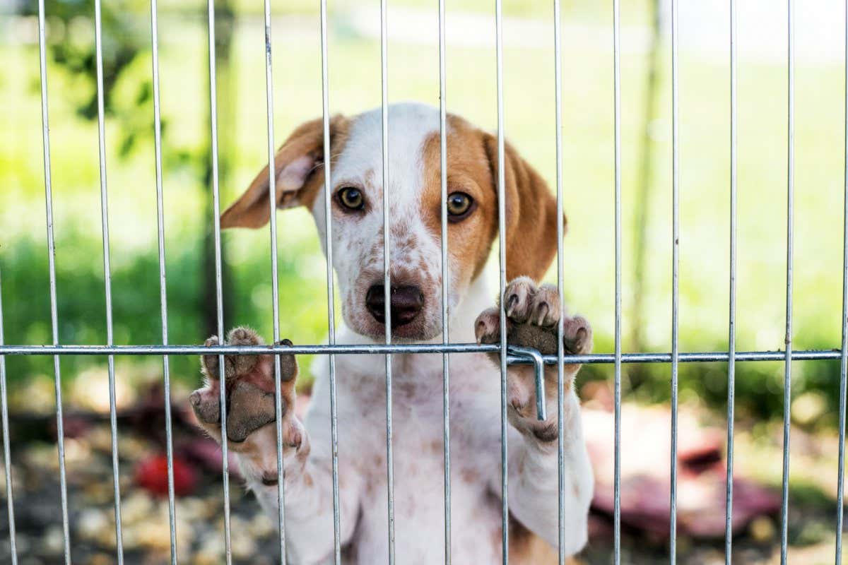 homeless dog puppy behind dog shelter bars; Shutterstock ID 1183639942; purchase_order: -; job: -; client: -; other: -