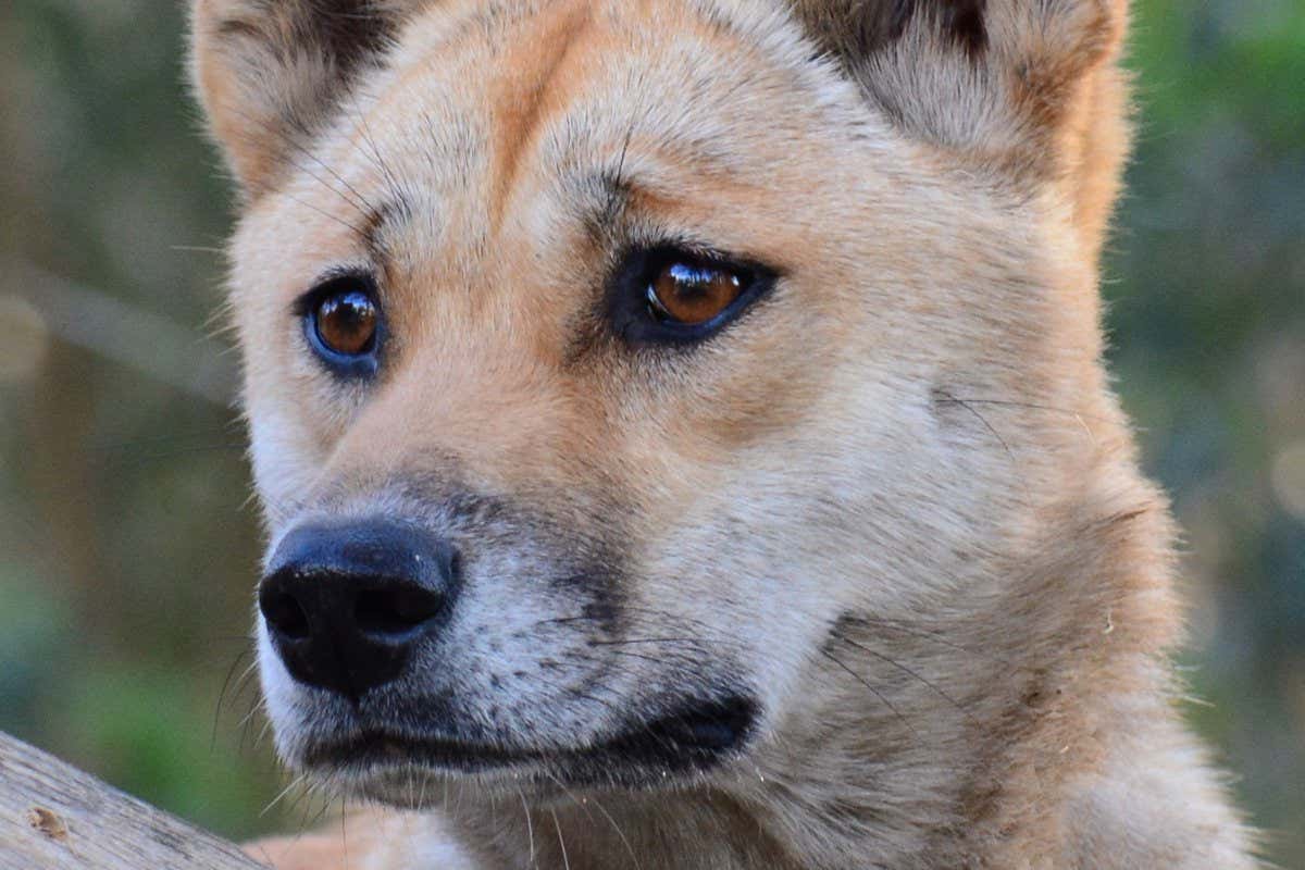 sandy the dingo