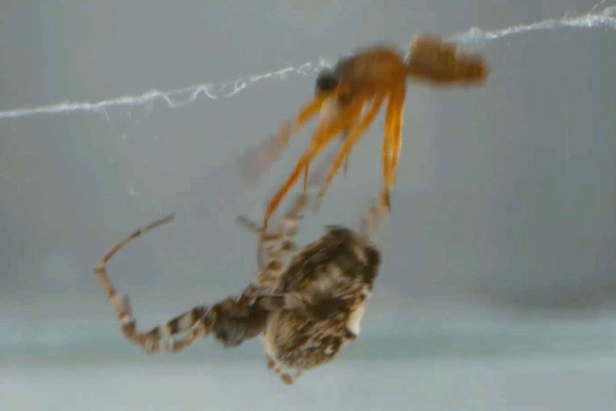 Catapulting spiders avoid being cannibalized by their mates