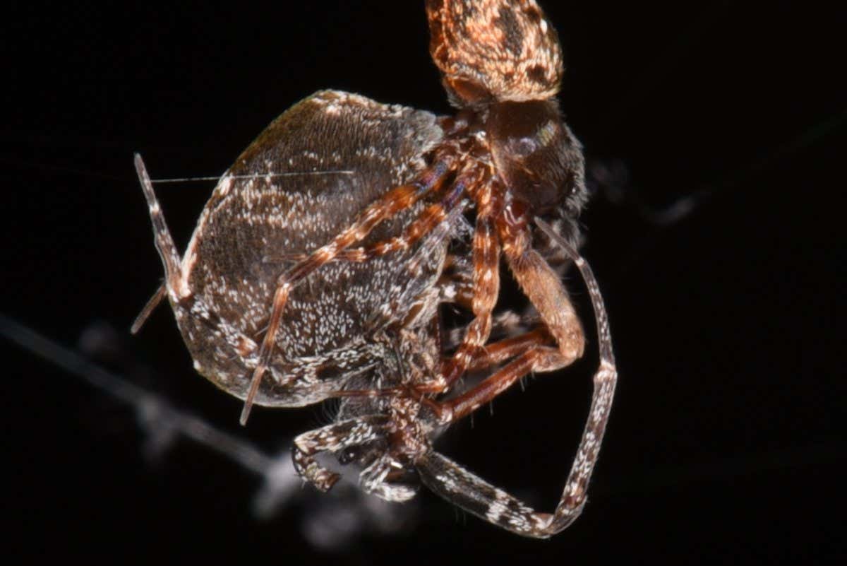 Watch male orb-weaving spiders catapult off females to escape death