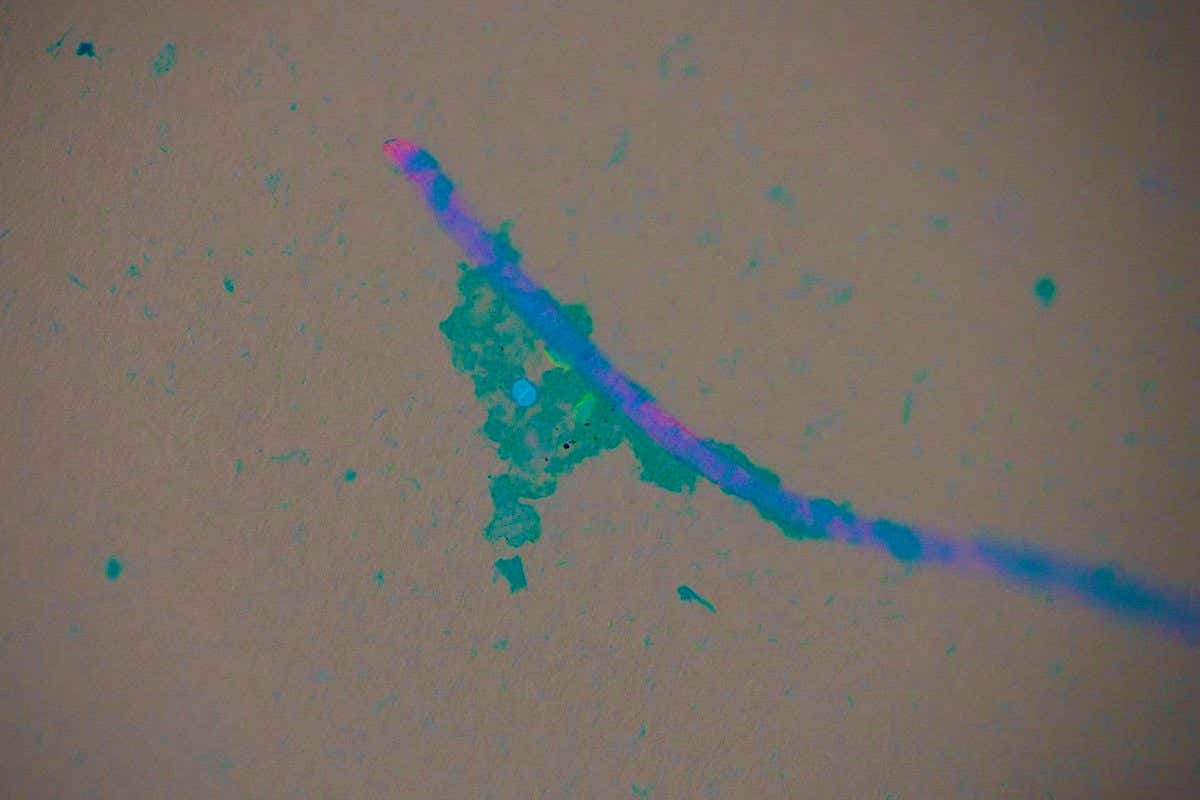 Microplastic fiber under a microscope with biofilm (fuzzy blue) and T. gondii (blue dot) and giardia (green dot) pathogens