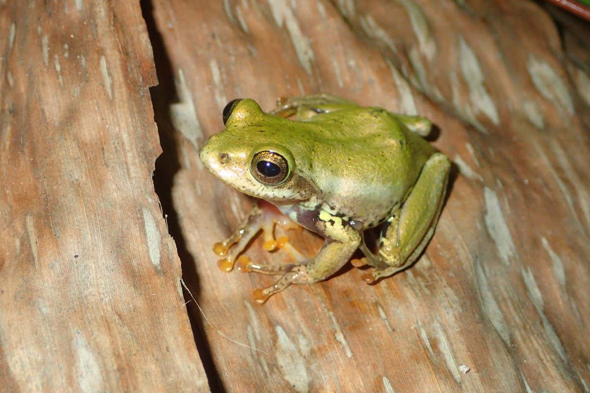 Boophis tephraeomystax