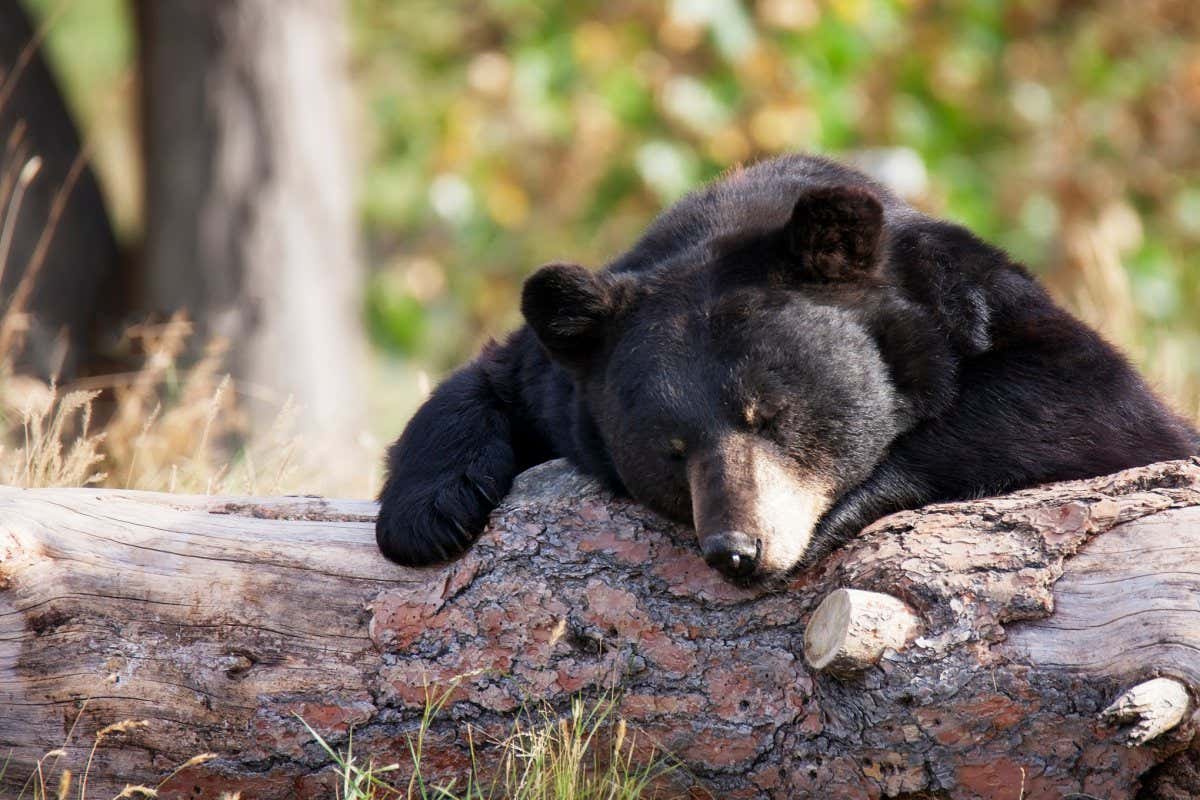 A black bear takes a nap on a log