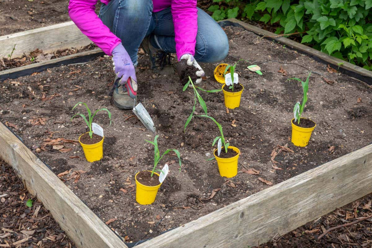 Planting out sweetcorn in blocks.