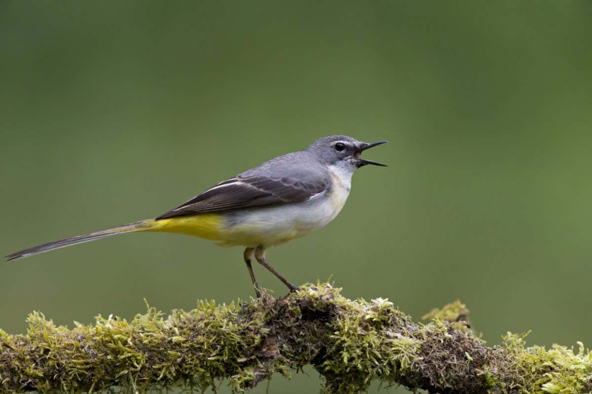 Mandatory Credit: Photo by FLPA/Shutterstock (9110614a) Grey Wagtail (Motacilla cinerea) adult female, breeding plumage, perched on moss covered branch, calling, Suffolk, England, May Nature