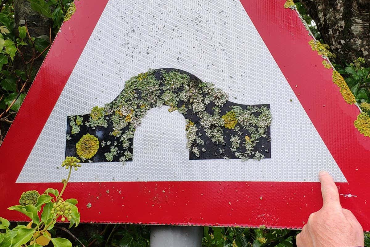 Why are the lichens distributed in this way on this sign (pictured)?