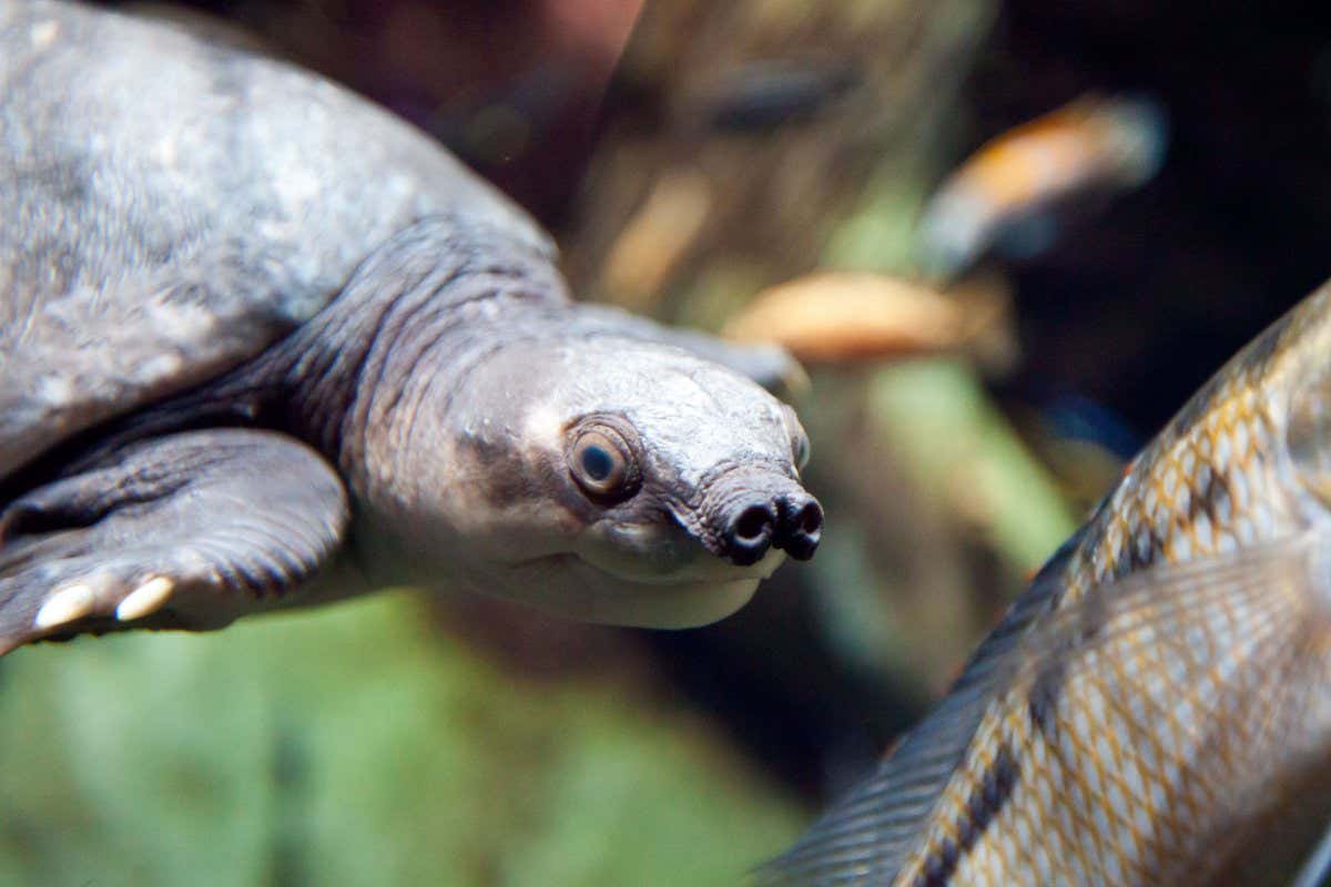 DRX16P A Pig-Nosed Turtle swims in the Atlanta Aquarium.