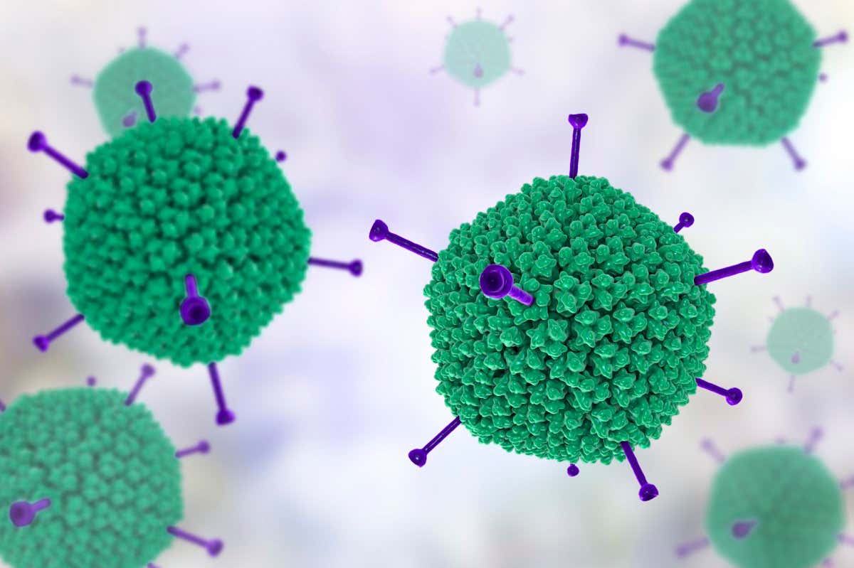 Adenovirus structure, computer illustration showing the surface structure of the viruss outer protein coat (capsid). Many adenoviruses infect the respiratory tract, causing common cold-like symptoms, and also infect the eyes and gut, particularly in children. The yellow protrusions are known as penton fibres and are found at each of the 12 vertices of the capsid. Each fibre is tipped with proteins, which allow the virus to enter its target cell.