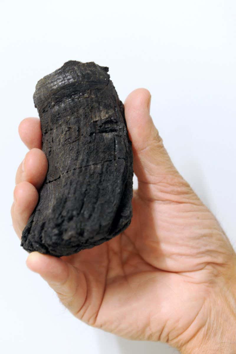 The root of the tooth found has a diameter of 60 Millimeters. This makes it the thickest ichthyosaur tooth found so far.