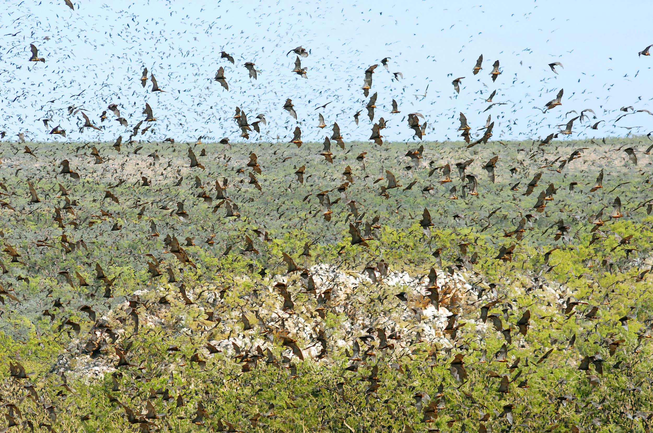Cloud of Flying-foxes in riparian monsoon forest on escarpment of central range, Broadmere Station, western Gulf of Carpentaria, Northern Territory, Australia