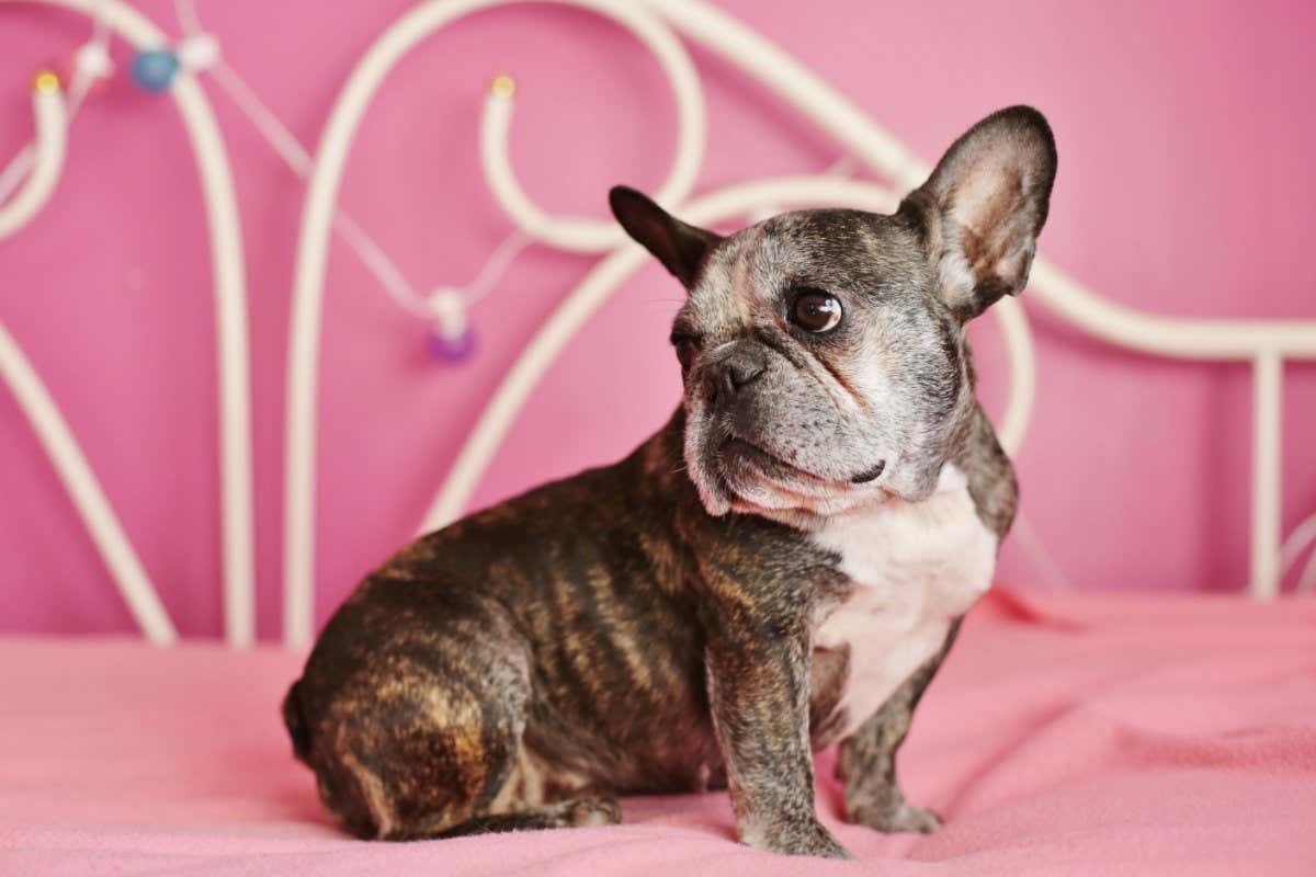EFY09R A cute, old french bulldog on a pink bed.