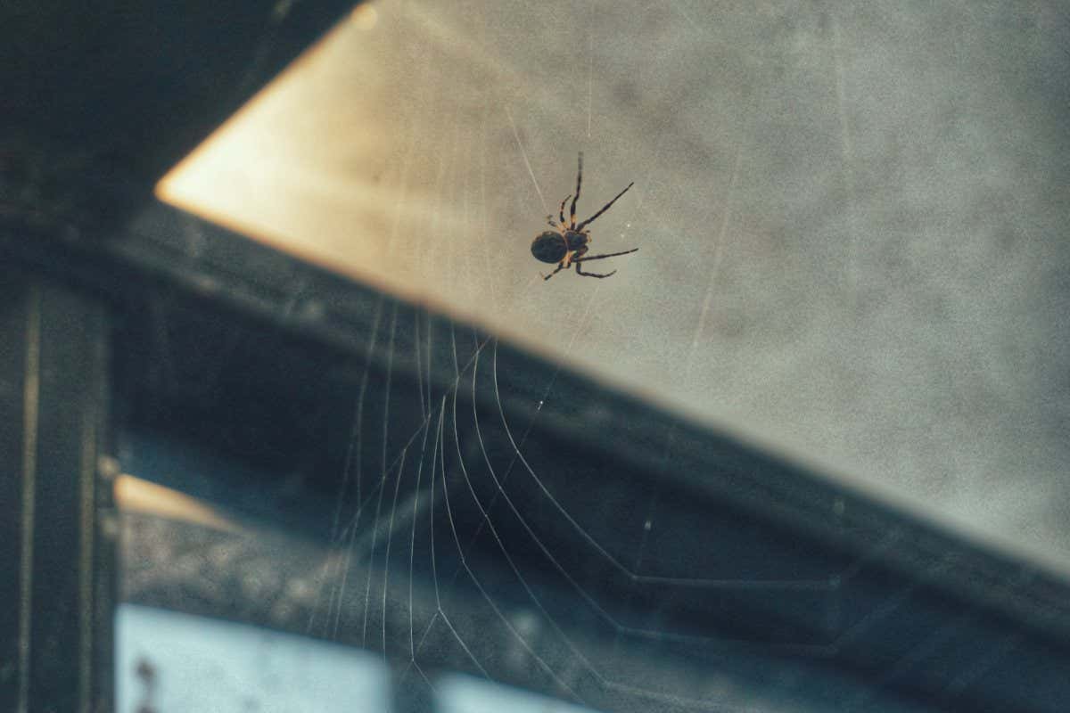 Spider and web at the bus shed; Shutterstock ID 1434469844; purchase_order: -; job: -; client: -; other: -