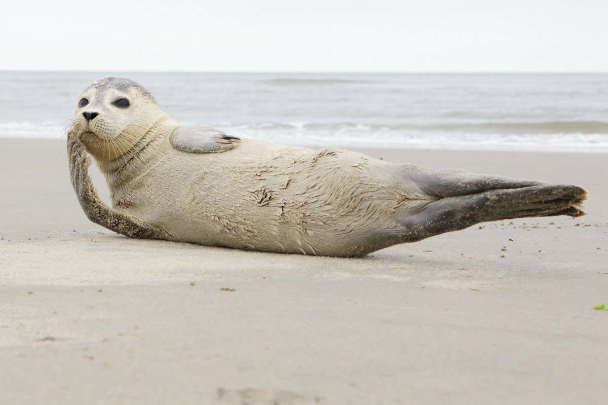 AMELAND. Common Seal - Gewone Zeehond - Phoca vitulina. AMELAND BEACH. DUTCH.; Shutterstock ID 667436896; purchase_order: 22 April online; job: Photo; client: NS; other: