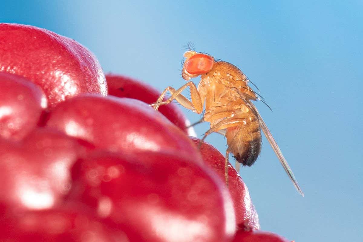 A Drosophila suzukii fruit fly on a raspberry