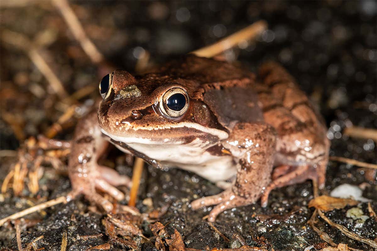 Research reveals the sex secrets of amphibian singing choruses