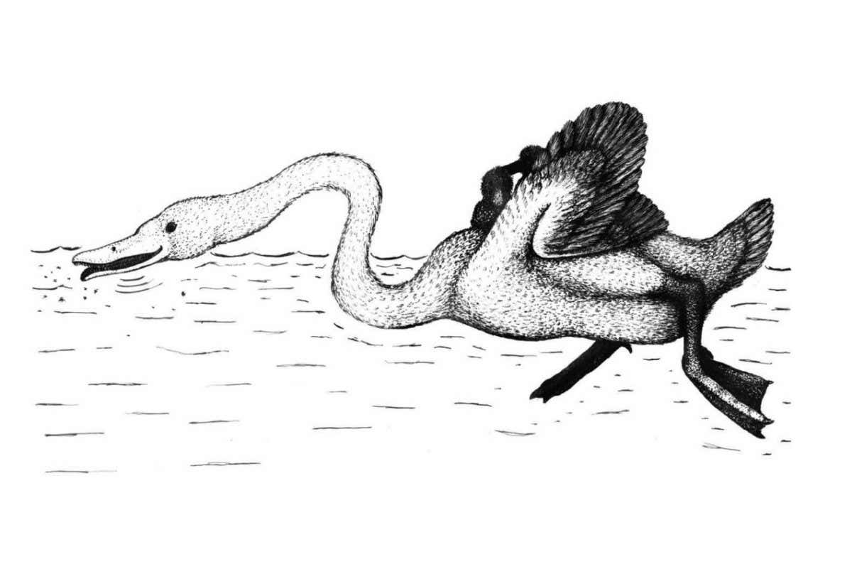 Huge flightless swan roamed the ancient seas with a cradle on its back