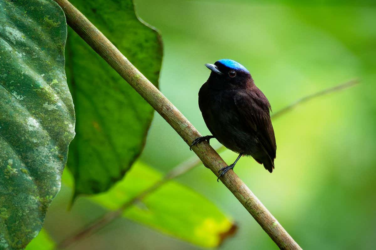 Blue-crowned manakin - Lepidothrix coronata bird in the Pipridae family. The males have a brilliant blue cap, found in Bolivia, Brazil, Colombia, Costa Rica, Ecuador, Panama, Peru, Venezuela.; Shutterstock ID 1844902525; purchase_order: -; job: -; client: -; other: -