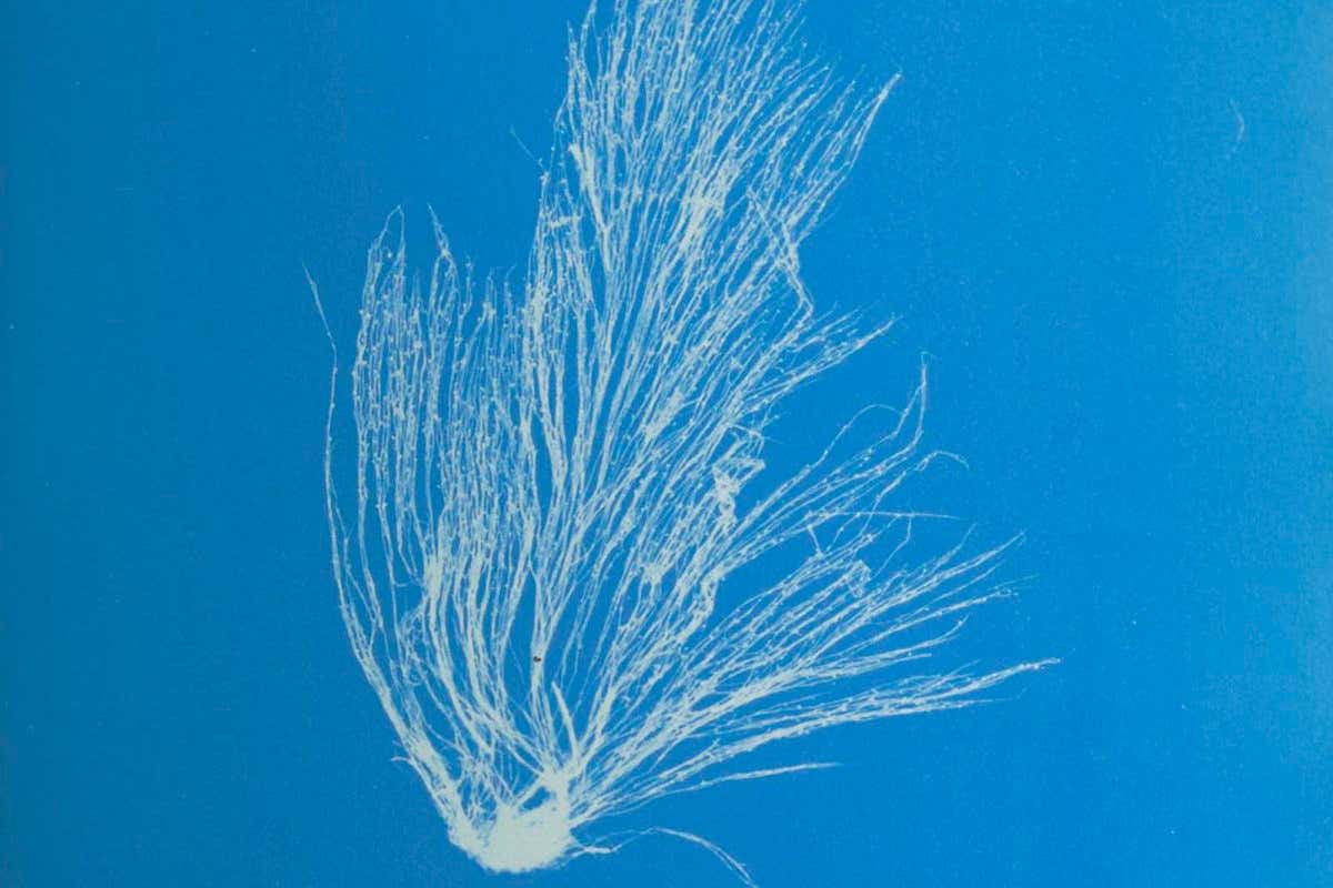 Griffithsia setacea, 'Photographs of British Algae: Cyanotype Impressions', Volume 2, by Anna Atkins, 1843-1853