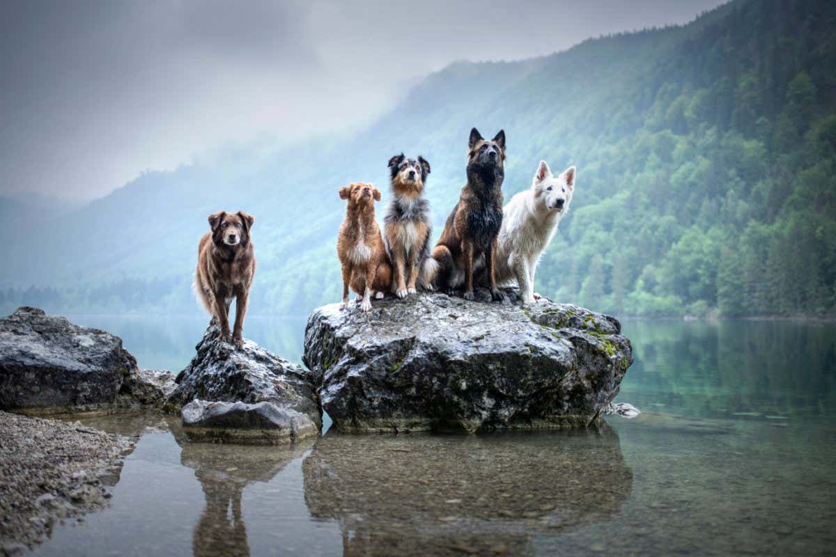 Five dogs are sitting on a rock in beautiful scenery. Friendship between dogs. Obedient dogs of different breeds.; Shutterstock ID 1446019727; purchase_order: -; job: -; client: -; other: -