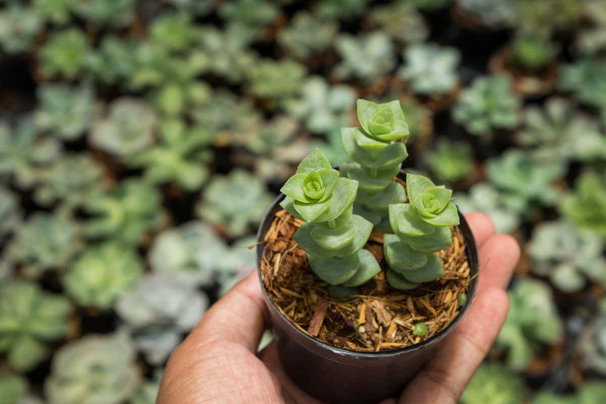 String of Buttons (Crassula perforata), a triangular leaf succulent plant in small pots in the hands of a greenhouse farmer.; Shutterstock ID 1969210267; purchase_order: -; job: -; client: -; other: -
