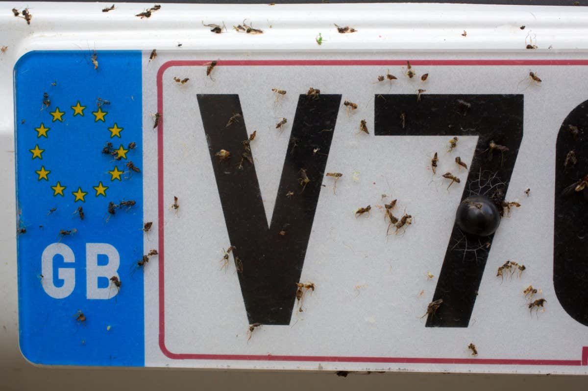 Insects on Car Number Plate