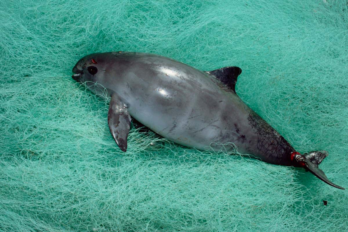 Vaquita or Gulf of California Harbor Porpoise (Phocoena sinus), caught as by-catch, Baja California, Mexico, critically endangered species