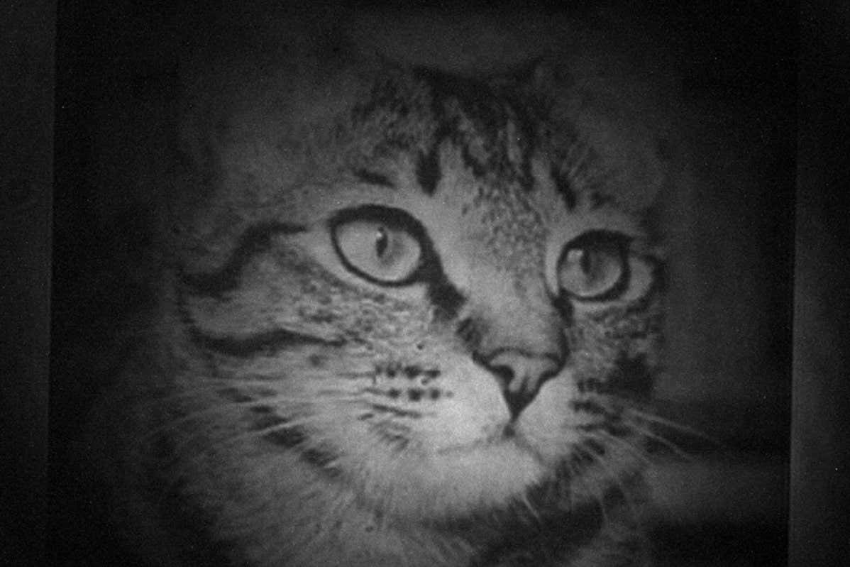 A specially sculpted laser beam created this photorealistic image of a cat From the researcher: The whole image in the camera (CCD), showing the edges of the (Gaussian) beam, where the dark rectangle background (around the cat) shows the edges of the target image we used to imprint the phase. It is easy to notice it, because it is slightly misaligned with the CCD pixels.