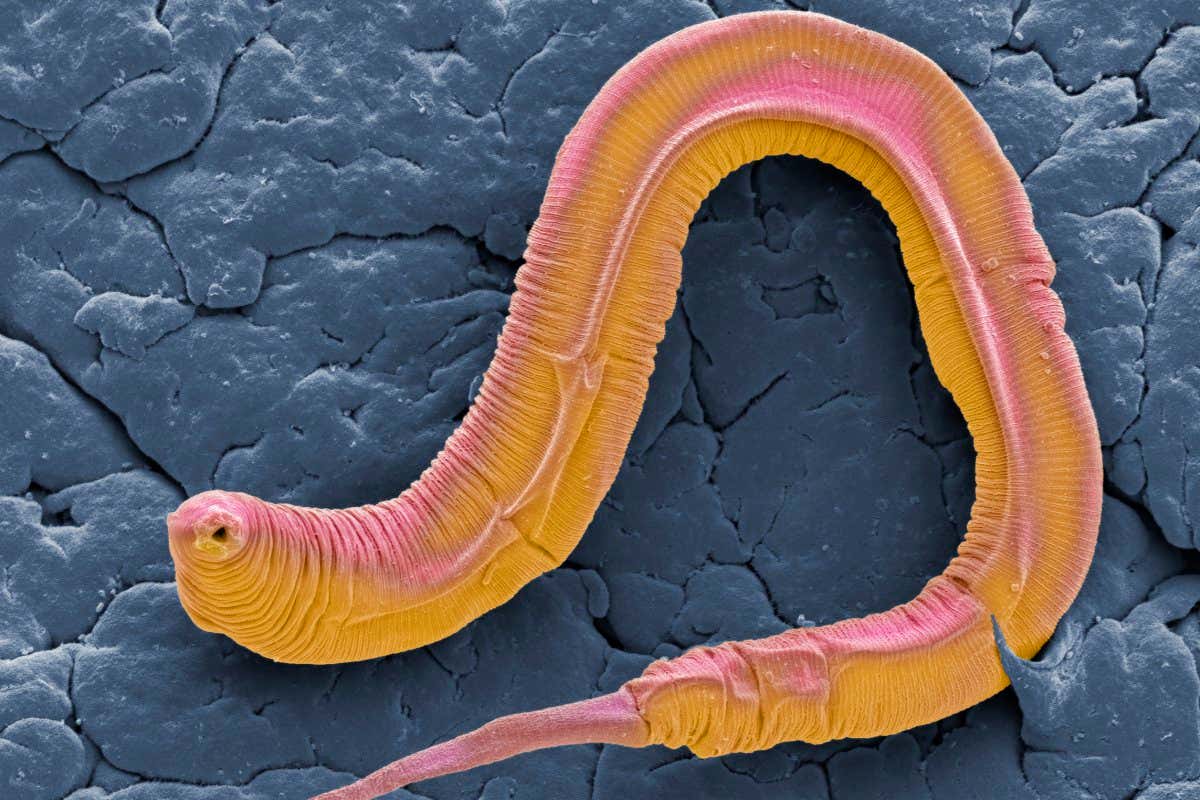 A nematode
