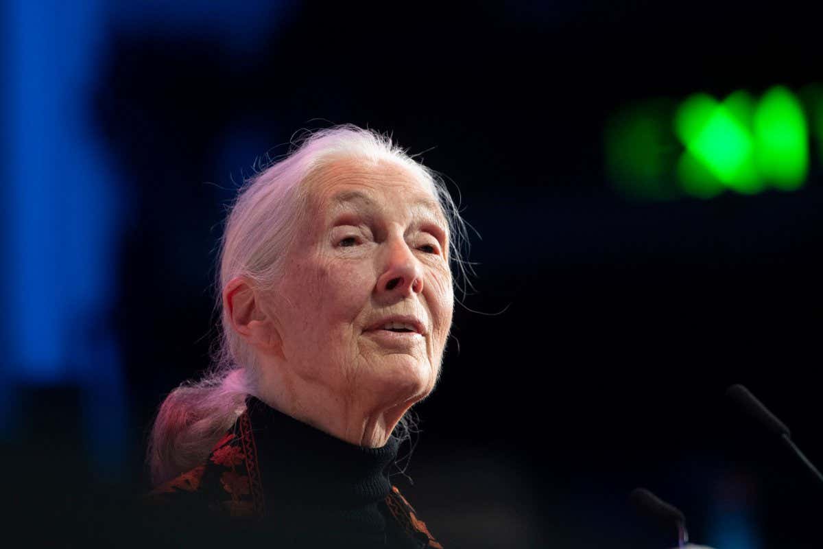 Mandatory Credit: Photo by FACUNDO ARRIZABALAGA/EPA-EFE/Shutterstock (10454082aa) Anthropologist and UN messenger of Peace, Dr. Jane Goodall speaks during a session at the One Young World Summit in the Methodist Hall in London, Britain, 23 October 2019. Over 2,000 young people from over 190 countries gathered for the One Young World Summit, a global forum for young leaders, aiming to create the next generation of more responsible and effective leaders. One Young World Summit, London, United Kingdom - 23 Oct 2019