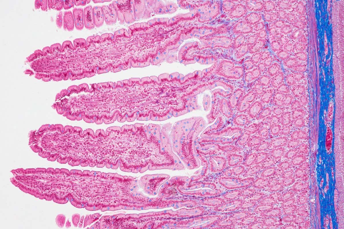 All moral rights asserted. Recolouring or alteration of the image is prohibited without permission. Light micrograph of a section through a duodenum, the beginning of the small intestine, which runs from the stomach to the large intestine. It is where digestion begins and nutrients are absorbed into the blood. The interior (lumen, left) is lined with villi, which are folds in the intestinal surface that greatly increase the surface area for absorption. Also within the surface are crypts of Lieberkuhn (red-lined ovoids), which secrete enzymes into the lumen that help to digest the food. Underlying this layer is the muscularis mucosae (thin violet line) and connective tissue (blue). Across bottom are layers of smooth muscle and then circular and longitudinal muscles that contract and relax to move food through the duodenum. Magnification: x100 when printed at 15 centimetres wide.