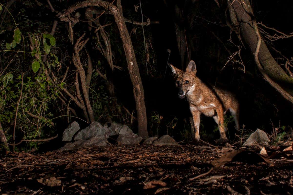 Jackals seen stealing kills from lynx as they expand range in Europe