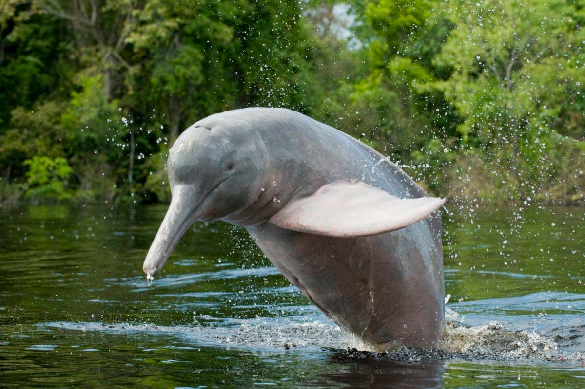 Amazon River Dolphin or Boto (Inia geoffrensis) Rio Negro. Amazonia, Brazil