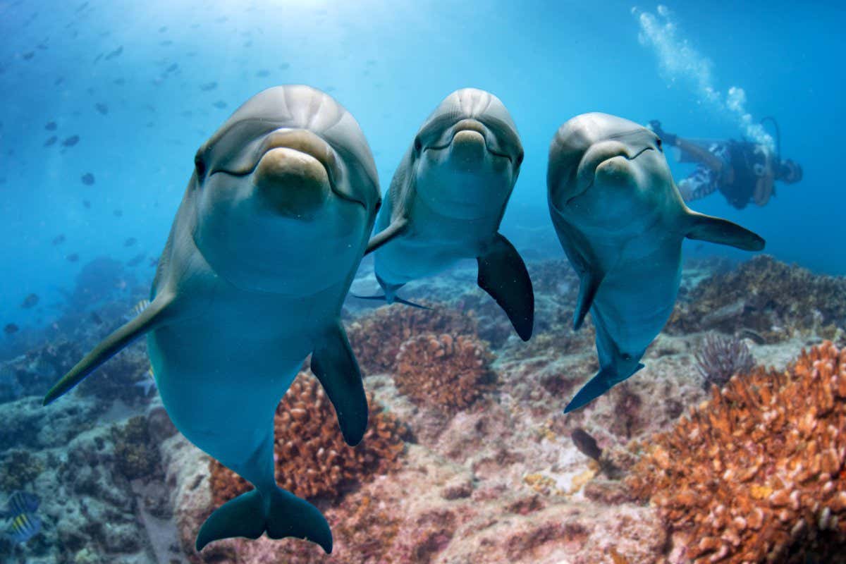 dolphin portrait detail of eye while looking at you from ocean; Shutterstock ID 478929451; purchase_order: NS Feature 140522; job: Photo; client: NS; other: