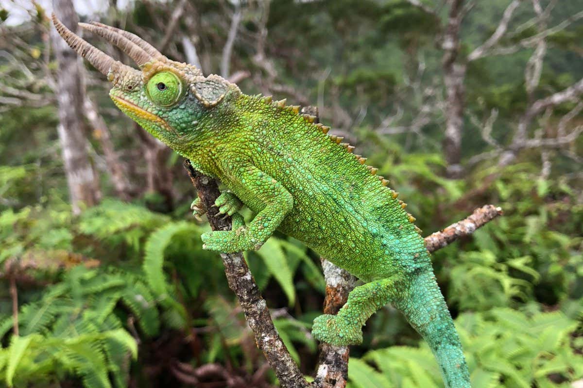A male Jackson?s chameleon from Oahu, Hawaii.