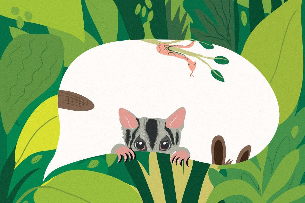 Dismissing Australian mammals as weird hurts efforts to conserve them