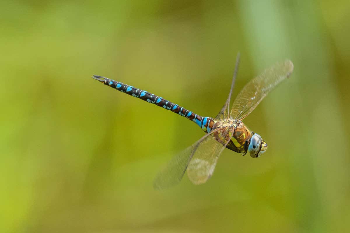 dragonfly migrant hawker (Aeshna mixta) in flight; Shutterstock ID 1891950238; purchase_order: -; job: -; client: -; other: -