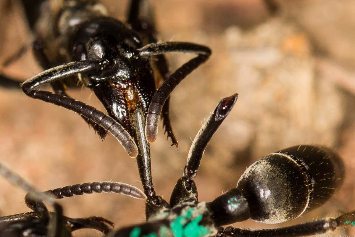 An ant applying medical treatment to another ant with an injured leg