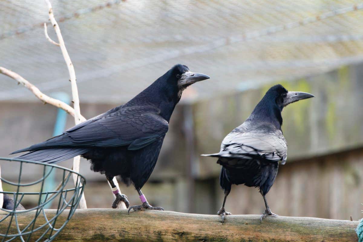 Clever birds forced to find new homes as Cambridge lab faces closure