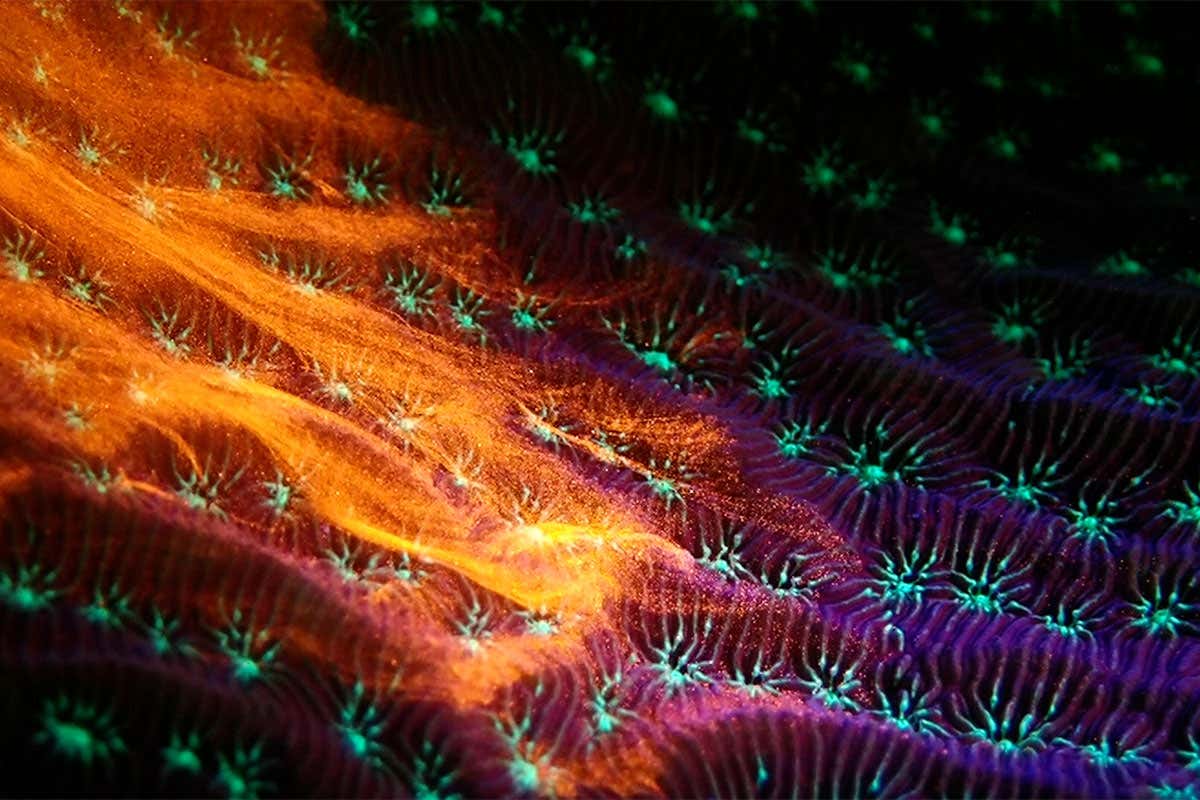 Reef-building coral may feed more efficiently by using tiny hair-like structures - called cilia - to generate food-carrying conveyer belts of mucus and seawater across their surface.