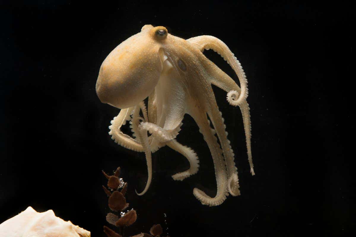 Octopus bimaculoides