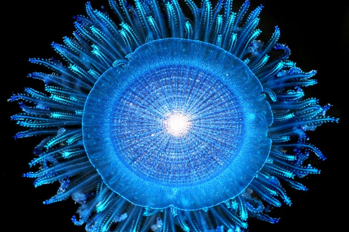 The Great Pacific Garbage Patch is packed with floating life