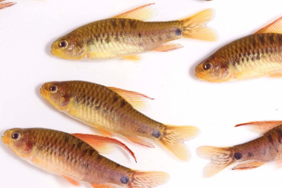 The recently described Poecilocharax callipterus Average fish size ~3 centimeters