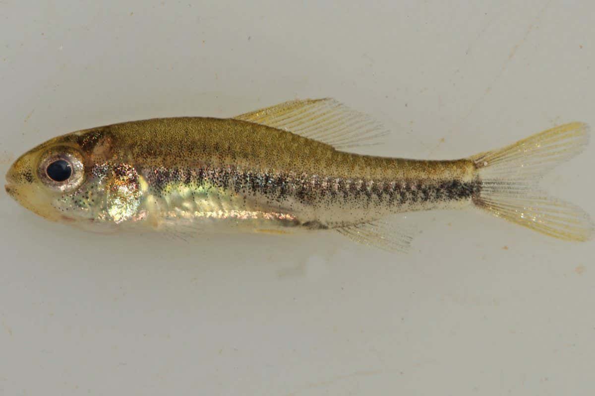 The recently described Poecilocharax rhizophilus , female specimen. Adults of this species are considered miniature fish since they are never longer than one inch. Fish size ~ 2 centimeters.