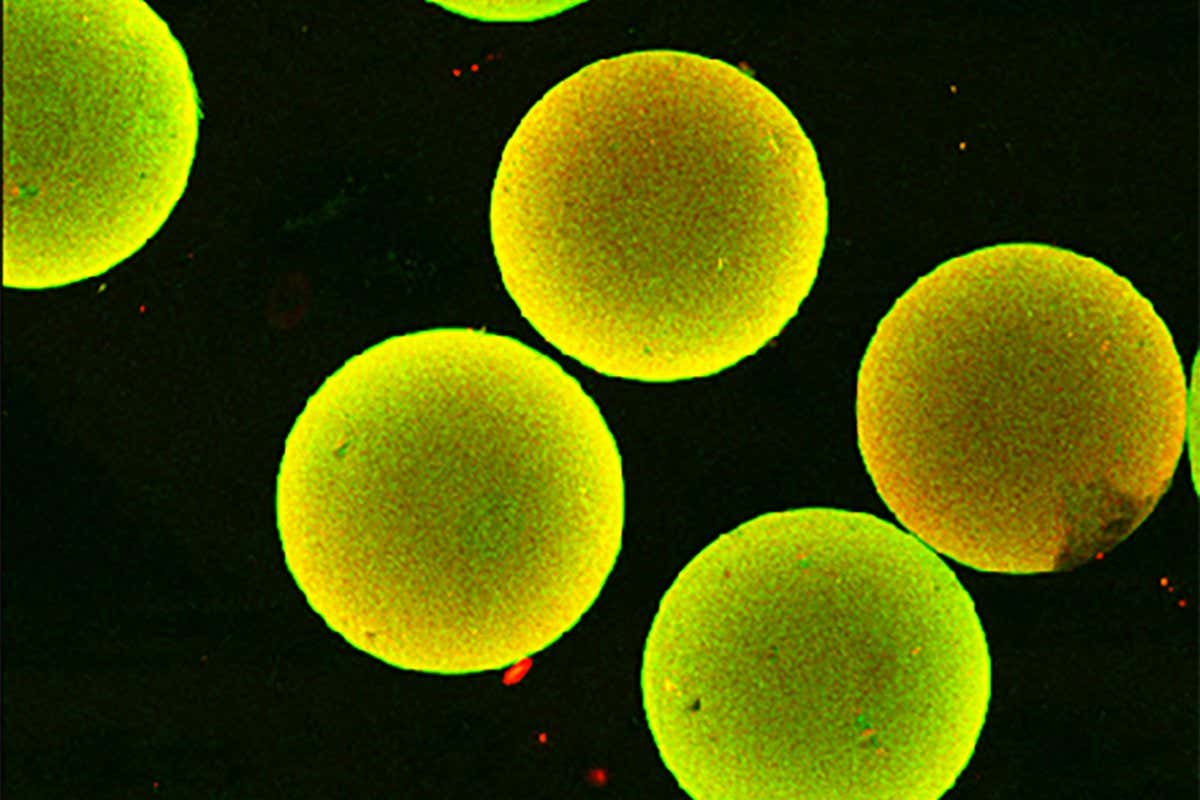 A microscopy image of a microgel with the protein Fas ligand on its surface