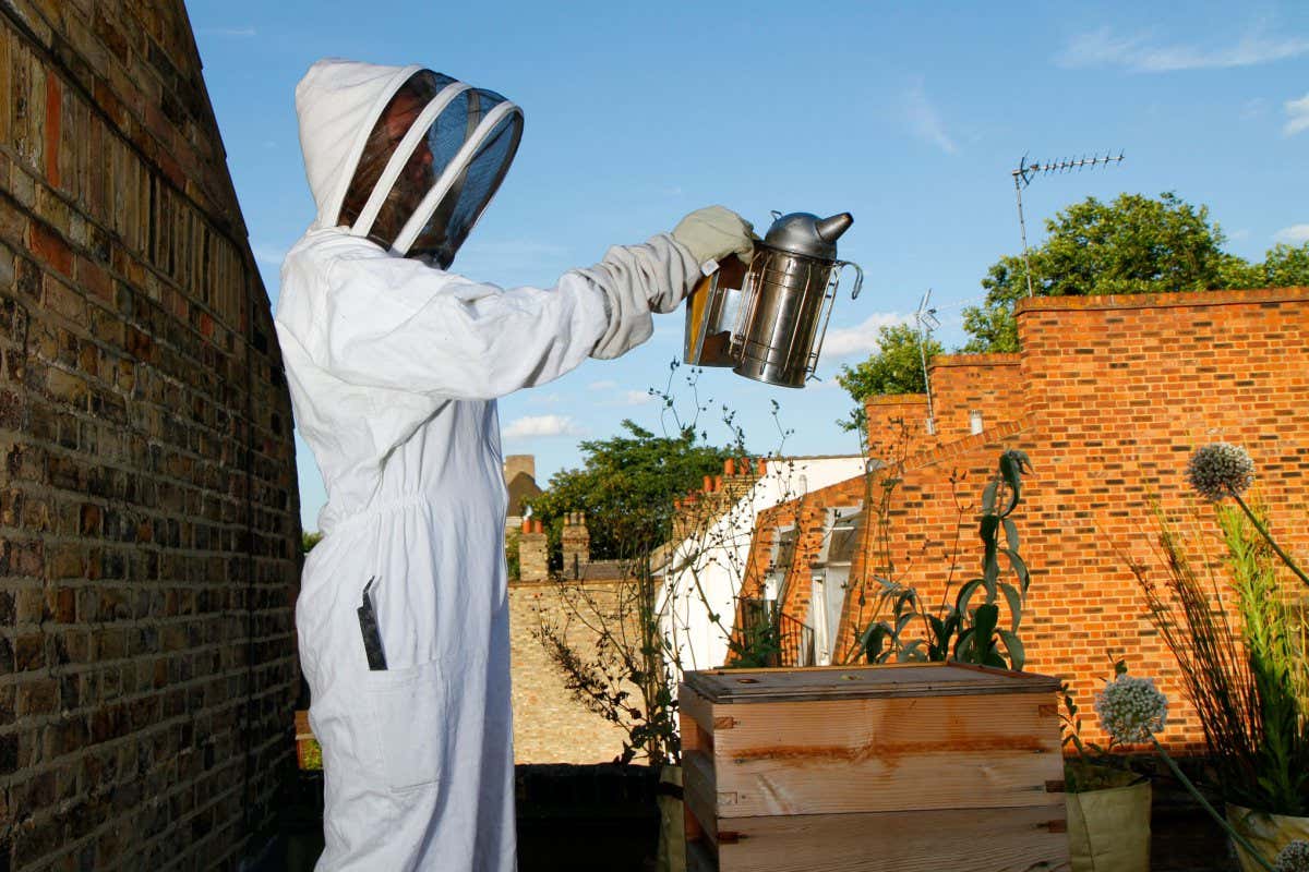 DD57G8 Elena Polisano keeps a hive of honey bees on the roof of the Three Stags pub in Lambeth in London