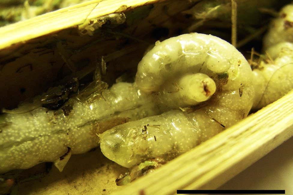 Young wasps routinely eat their own siblings in the nest