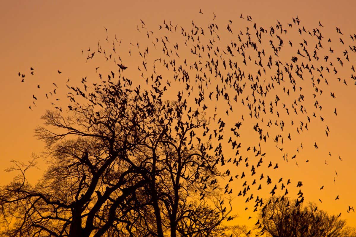 HAJEXW Jackdaws Corvus monedula going to roost and gathering before dark in beech trees